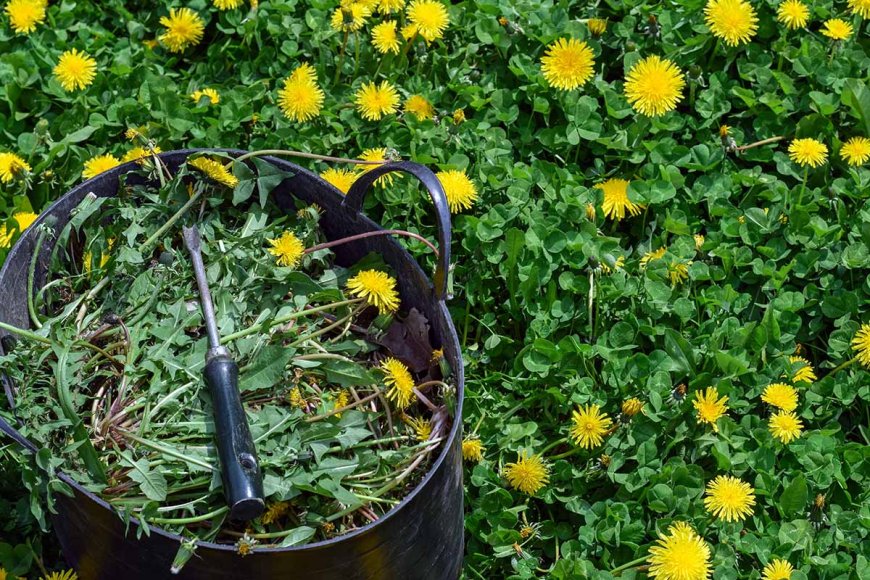 Bồ công anh và tiềm năng nghiên cứu hỗ trợ điều trị ung thư đại trực tràng