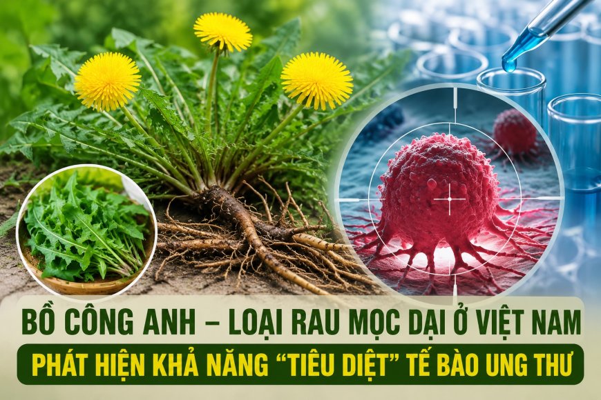 Bồ công anh và tiềm năng nghiên cứu hỗ trợ điều trị ung thư đại trực tràng