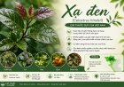 Xạ đen (Celastrus hindsii): Đặc điểm, công dụng truyền thống và những nghiên cứu khoa học hiện nay