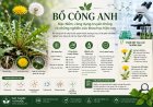 Bồ công anh: Đặc điểm, công dụng truyền thống và những nghiên cứu khoa học hiện nay