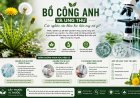 Bồ công anh và ung thư: Các nghiên cứu khoa học hiện nay nói gì?