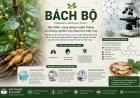 Bách bộ (Stemona tuberosa): Đặc điểm, công dụng truyền thống và những nghiên cứu khoa học hiện nay