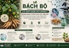 Bách bộ có giúp giảm ho không? Những bằng chứng khoa học hiện nay
