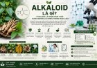 Alkaloid là gì? Vì sao đây là nhóm hoạt chất được nghiên cứu nhiều trong dược liệu?