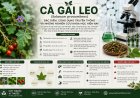 Cà gai leo (Solanum procumbens): Đặc điểm, công dụng truyền thống và những nghiên cứu khoa học hiện nay