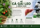 Cà gai leo và bệnh gan: Các nghiên cứu khoa học hiện nay nói gì?