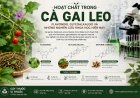 Hoạt chất trong Cà gai leo: Flavonoid, glycoalkaloid và những nghiên cứu khoa học hiện nay