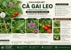 Cách nhận biết Cà gai leo: Đặc điểm thân, lá, hoa, quả và những cây dễ nhầm lẫn