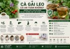 Cà gai leo có an toàn không? Những lưu ý khi sử dụng và các trường hợp cần thận trọng