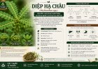 Diệp hạ châu: Đặc điểm, công dụng truyền thống và những nghiên cứu khoa học hiện nay