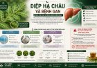 Diệp hạ châu và bệnh gan: Khoa học đã chứng minh đến đâu?