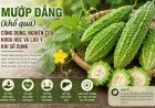 Mướp đắng (khổ qua): Công dụng, nghiên cứu khoa học và lưu ý khi sử dụng