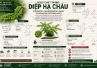 Hoạt chất trong Diệp hạ châu: Phyllanthin, hypophyllanthin, lignan và những hợp chất đáng chú ý
