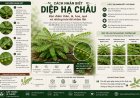 Cách nhận biết Diệp hạ châu: Đặc điểm thân, lá, hoa, quả và những loài dễ nhầm lẫn
