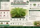 Diệp hạ châu có an toàn không? Tác dụng phụ, tương tác thuốc và những trường hợp cần thận trọng