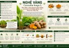 Nghệ vàng: Đặc điểm, công dụng truyền thống, curcumin và những nghiên cứu khoa học hiện nay