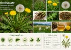 Bồ công anh (Taraxacum officinale): Đặc điểm, công dụng, cách dùng và những lưu ý khi sử dụng
