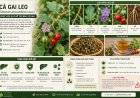 Cà gai leo (Solanum procumbens Lour.) Đặc điểm, công dụng, cách dùng và những lưu ý khi sử dụng
