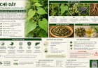 Chè dây (Ampelopsis cantoniensis) Đặc điểm, công dụng, cách dùng và những lưu ý khi sử dụng