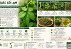 Giảo cổ lam (Gynostemma pentaphyllum) Đặc điểm, công dụng, cách dùng và những lưu ý khi sử dụng