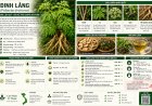 Đinh lăng (Polyscias fruticosa) Đặc điểm, công dụng, cách dùng và những lưu ý khi sử dụng
