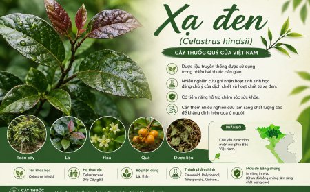 Xạ đen (Celastrus hindsii): Đặc điểm, công dụng truyền thống và những nghiên cứu khoa học hiện nay