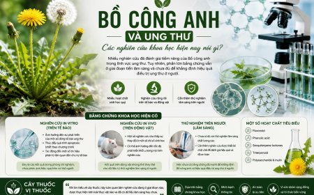 Bồ công anh và ung thư: Các nghiên cứu khoa học hiện nay nói gì?