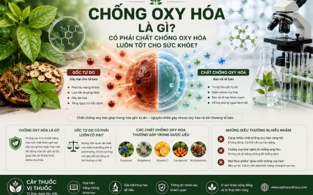 Chống oxy hóa là gì? Có phải chất chống oxy hóa luôn tốt cho sức khỏe?