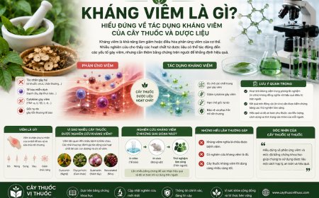 Kháng viêm là gì? Hiểu đúng về tác dụng kháng viêm của cây thuốc và dược liệu