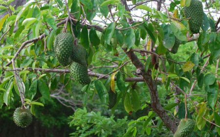 Lá mãng cầu xiêm có tác dụng gì? 8 lợi ích, cách dùng và lưu ý quan trọng