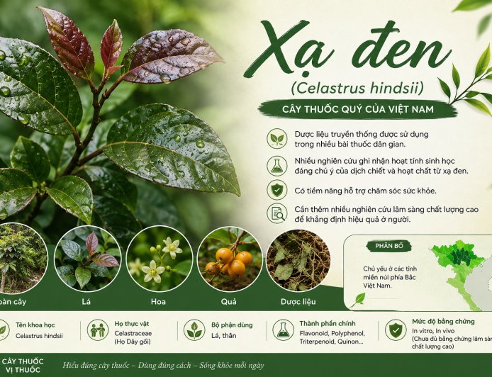 Xạ đen (Celastrus hindsii): Đặc điểm, công dụng truyền thống và những nghiên cứu khoa học hiện nay