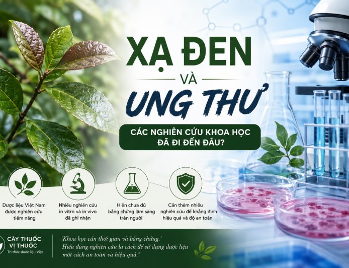 Xạ đen và ung thư: Các nghiên cứu khoa học đã đi đến đâu?