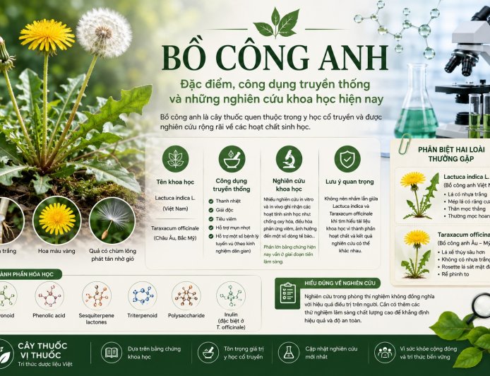 Bồ công anh: Đặc điểm, công dụng truyền thống và những nghiên cứu khoa học hiện nay
