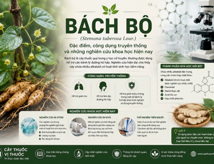 Bách bộ (Stemona tuberosa): Đặc điểm, công dụng truyền thống và những nghiên cứu khoa học hiện nay