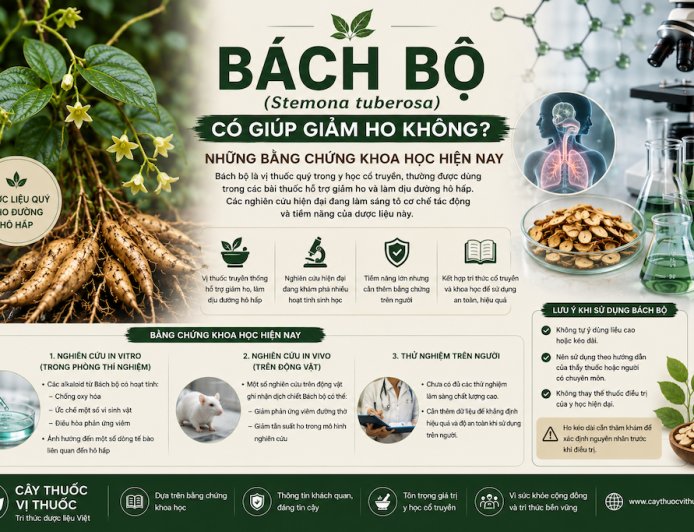 Bách bộ có giúp giảm ho không? Những bằng chứng khoa học hiện nay