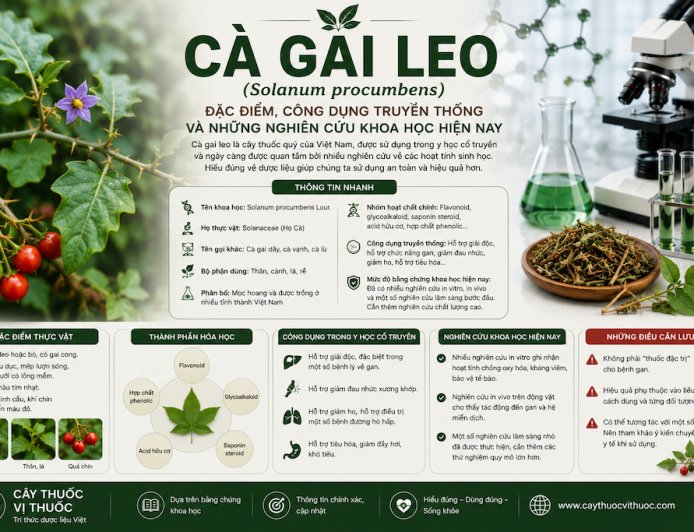 Cà gai leo (Solanum procumbens): Đặc điểm, công dụng truyền thống và những nghiên cứu khoa học hiện nay