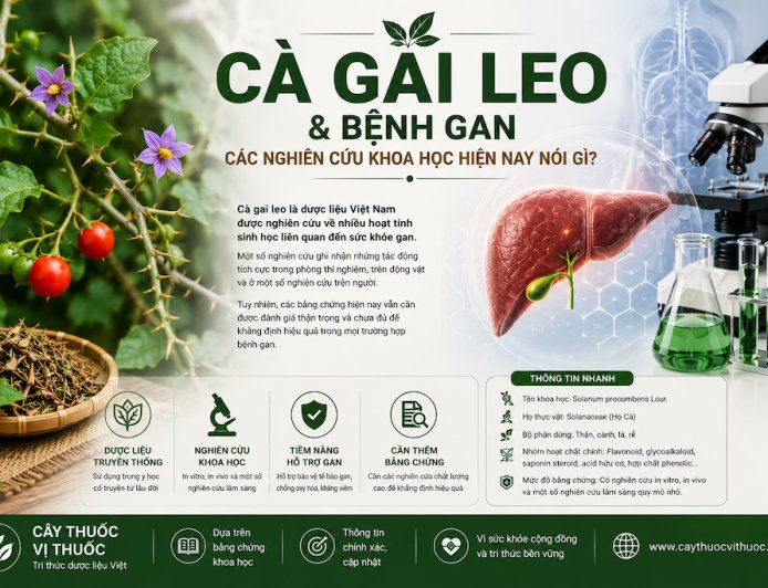 Cà gai leo và bệnh gan: Các nghiên cứu khoa học hiện nay nói gì?