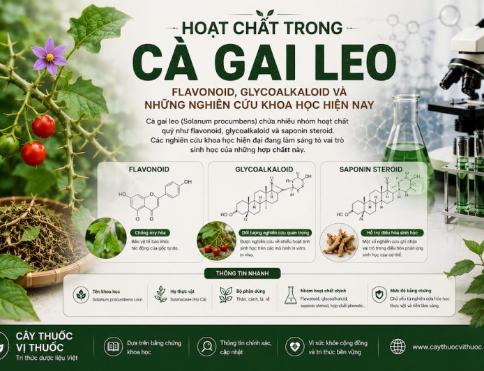 Hoạt chất trong Cà gai leo: Flavonoid, glycoalkaloid và những nghiên cứu khoa học hiện nay