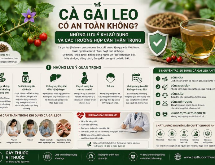 Cà gai leo có an toàn không? Những lưu ý khi sử dụng và các trường hợp cần thận trọng