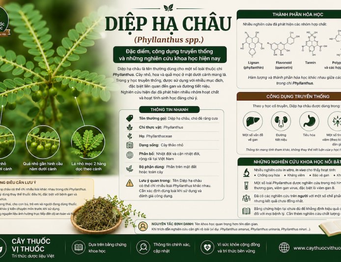 Diệp hạ châu: Đặc điểm, công dụng truyền thống và những nghiên cứu khoa học hiện nay
