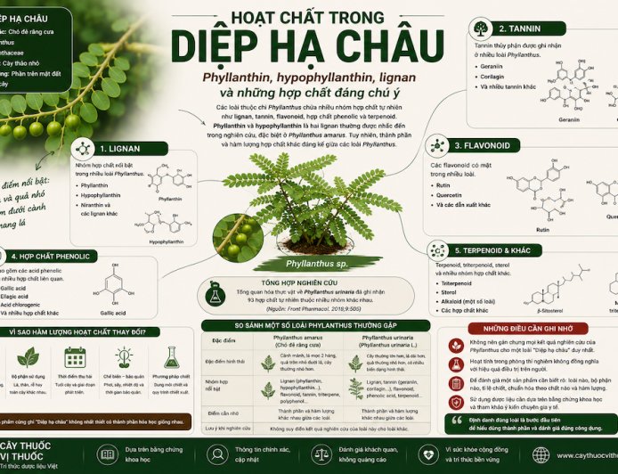 Hoạt chất trong Diệp hạ châu: Phyllanthin, hypophyllanthin, lignan và những hợp chất đáng chú ý