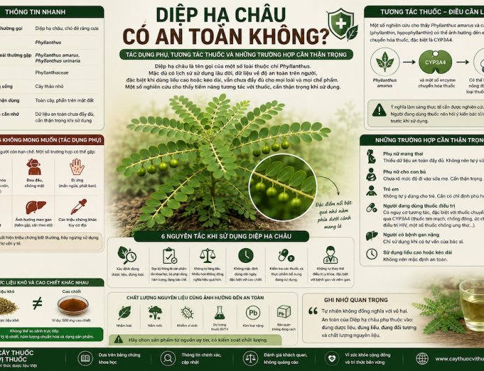Diệp hạ châu có an toàn không? Tác dụng phụ, tương tác thuốc và những trường hợp cần thận trọng