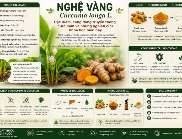 Nghệ vàng: Đặc điểm, công dụng truyền thống, curcumin và những nghiên cứu khoa học hiện nay