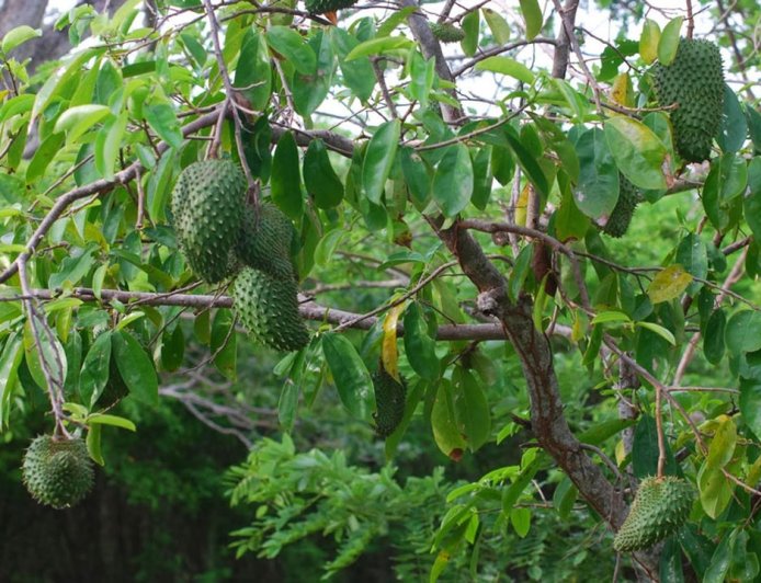 Lá mãng cầu xiêm có tác dụng gì? 8 lợi ích, cách dùng và lưu ý quan trọng