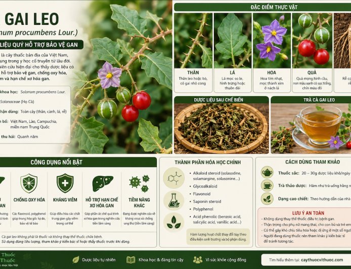 Cà gai leo (Solanum procumbens Lour.) Đặc điểm, công dụng, cách dùng và những lưu ý khi sử dụng