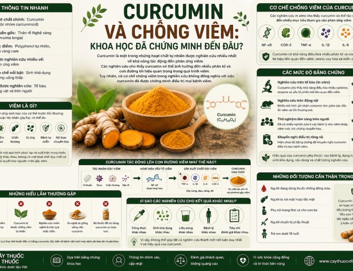 Curcumin và chống viêm: Khoa học đã chứng minh đến đâu?