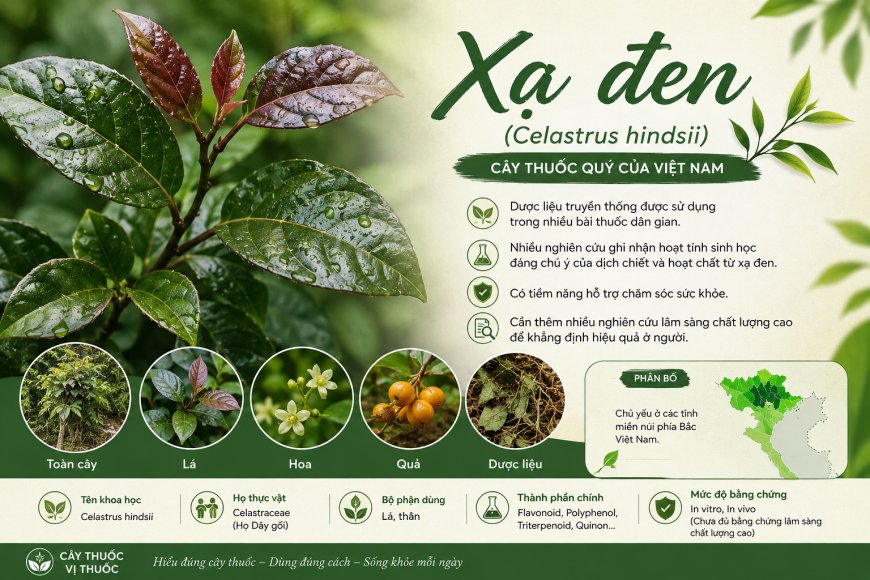 Xạ đen (Celastrus hindsii): Đặc điểm, công dụng truyền thống và những nghiên cứu khoa học hiện nay