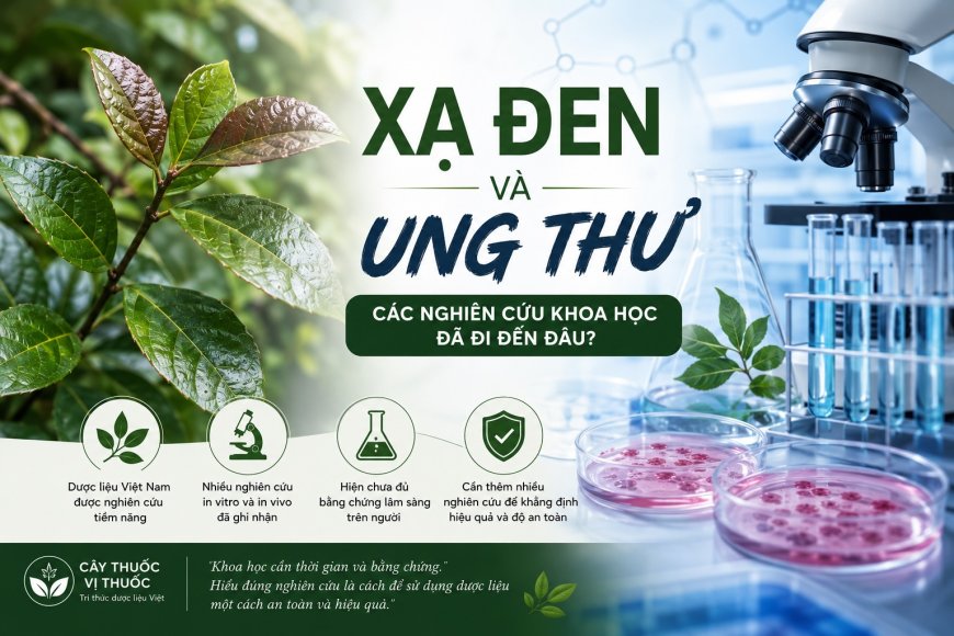 Xạ đen và ung thư: Các nghiên cứu khoa học đã đi đến đâu?