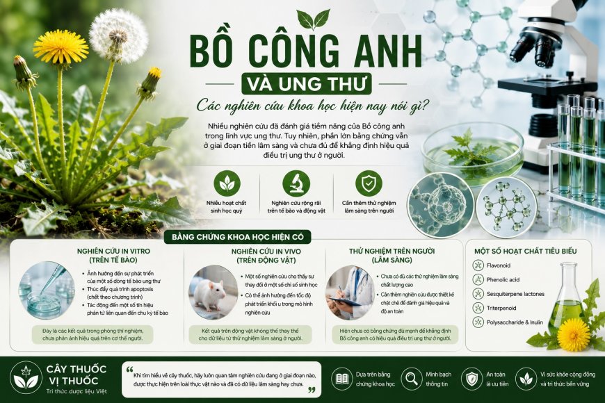 Bồ công anh và ung thư: Các nghiên cứu khoa học hiện nay nói gì?