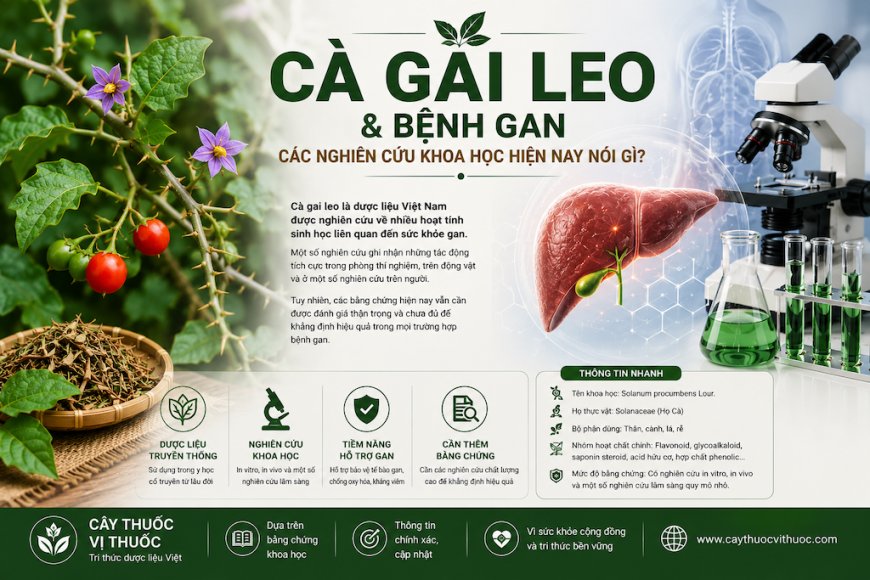 Cà gai leo và bệnh gan: Các nghiên cứu khoa học hiện nay nói gì?